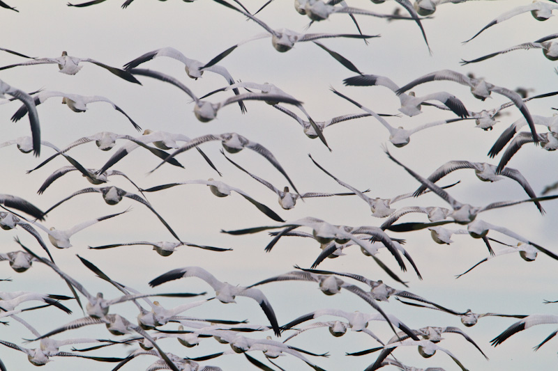 Snow Geese In Flight